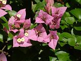 Bougainvillea_ Mauve 